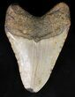 Bargain Megalodon Tooth - North Carolina #40247-1